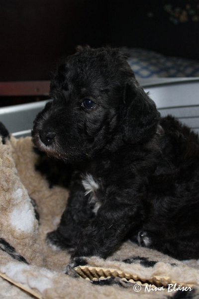 Rüde 2009-06-14 (10).JPG